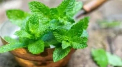 Postup pro použití pepře máta z myší